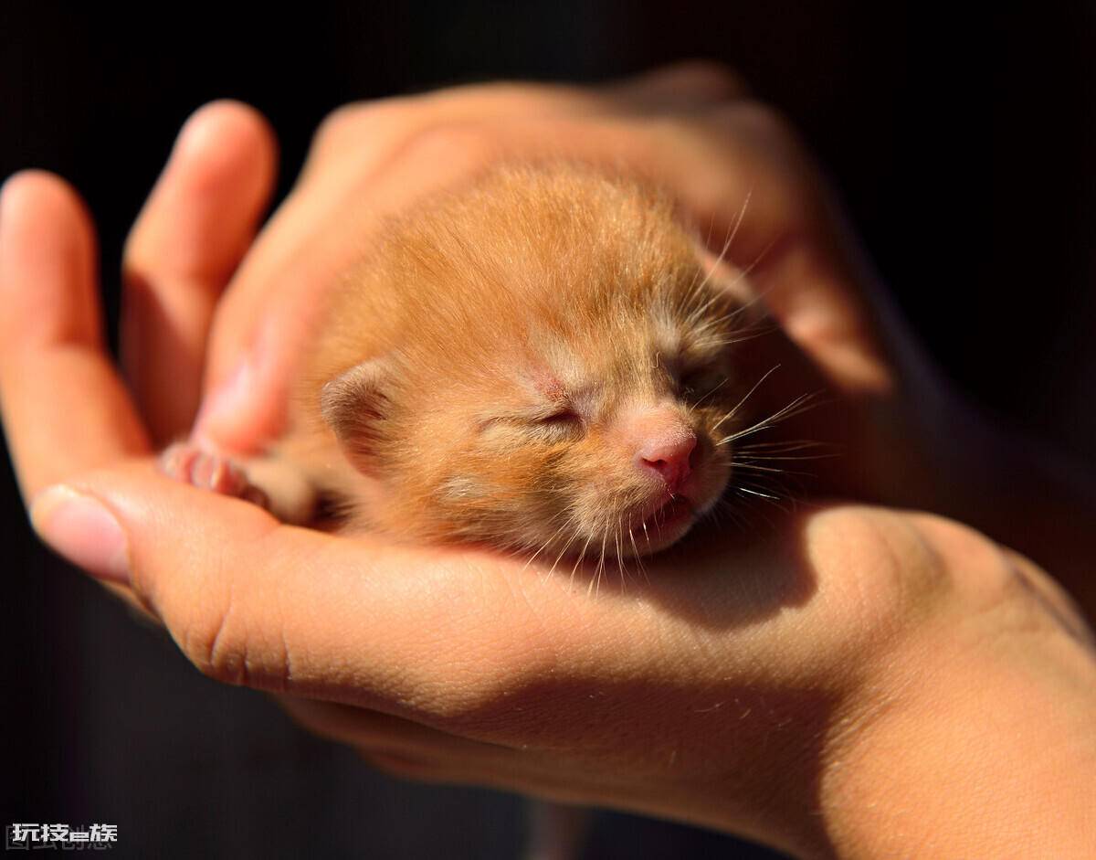 猫咪鼻子干是什么原因引起的(猫咪鼻子发干是生病表现吗)-图片1
